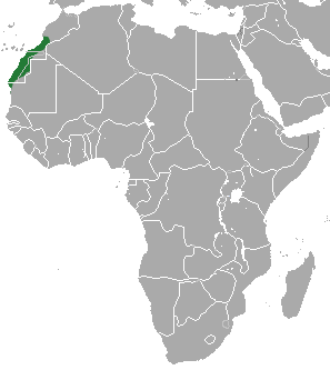 Saharan shrew
